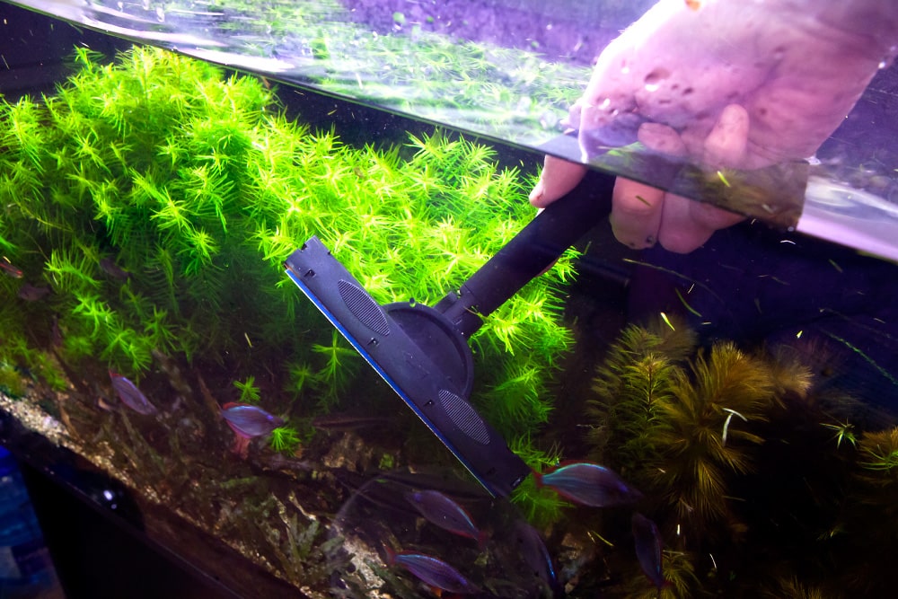 Professional aquarium cleaning service with a specialist carefully maintaining a vibrant coral reef tank